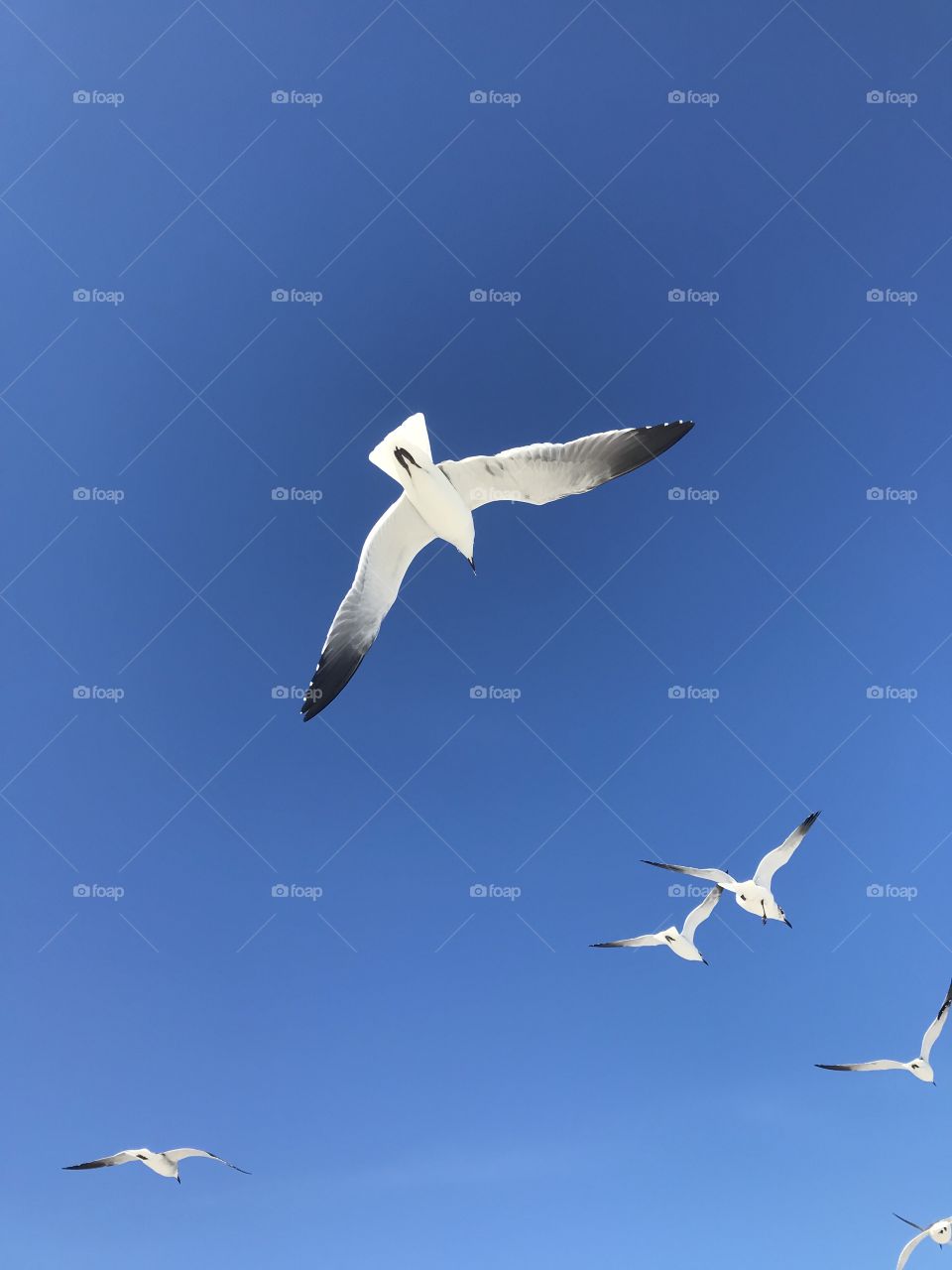 Seagulls, Flight, Bird, Sky, Air