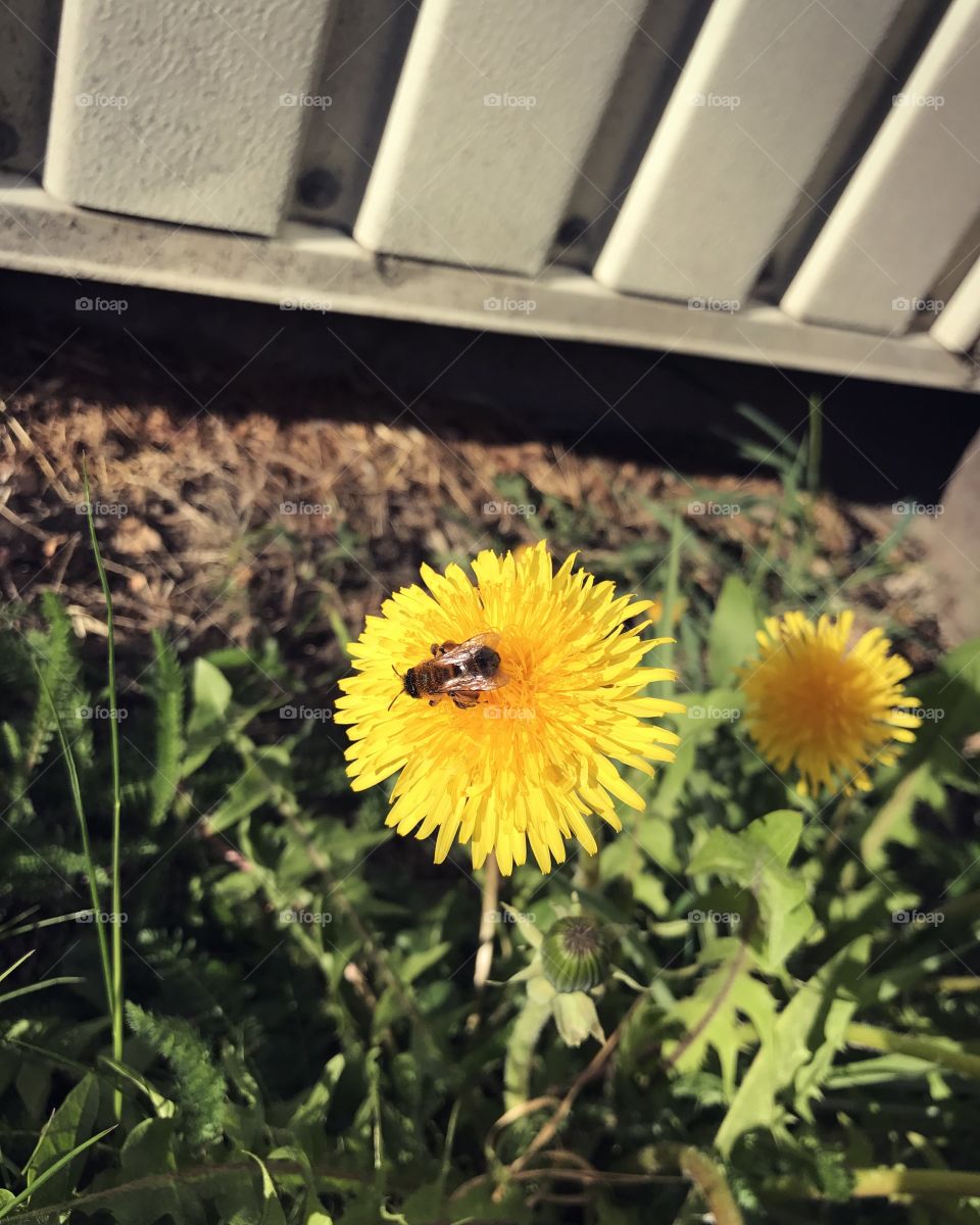 Flower bee