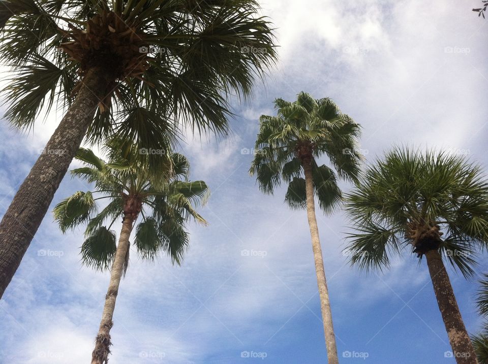 Sky and Palm