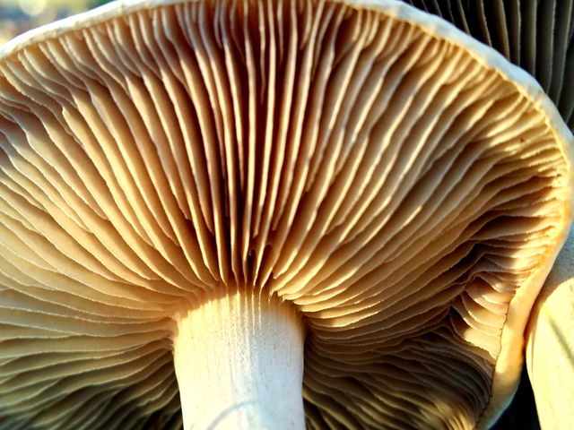 mushroom