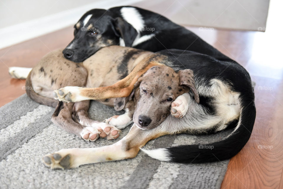 Two dogs sleeping together intertwined on the floor of a house