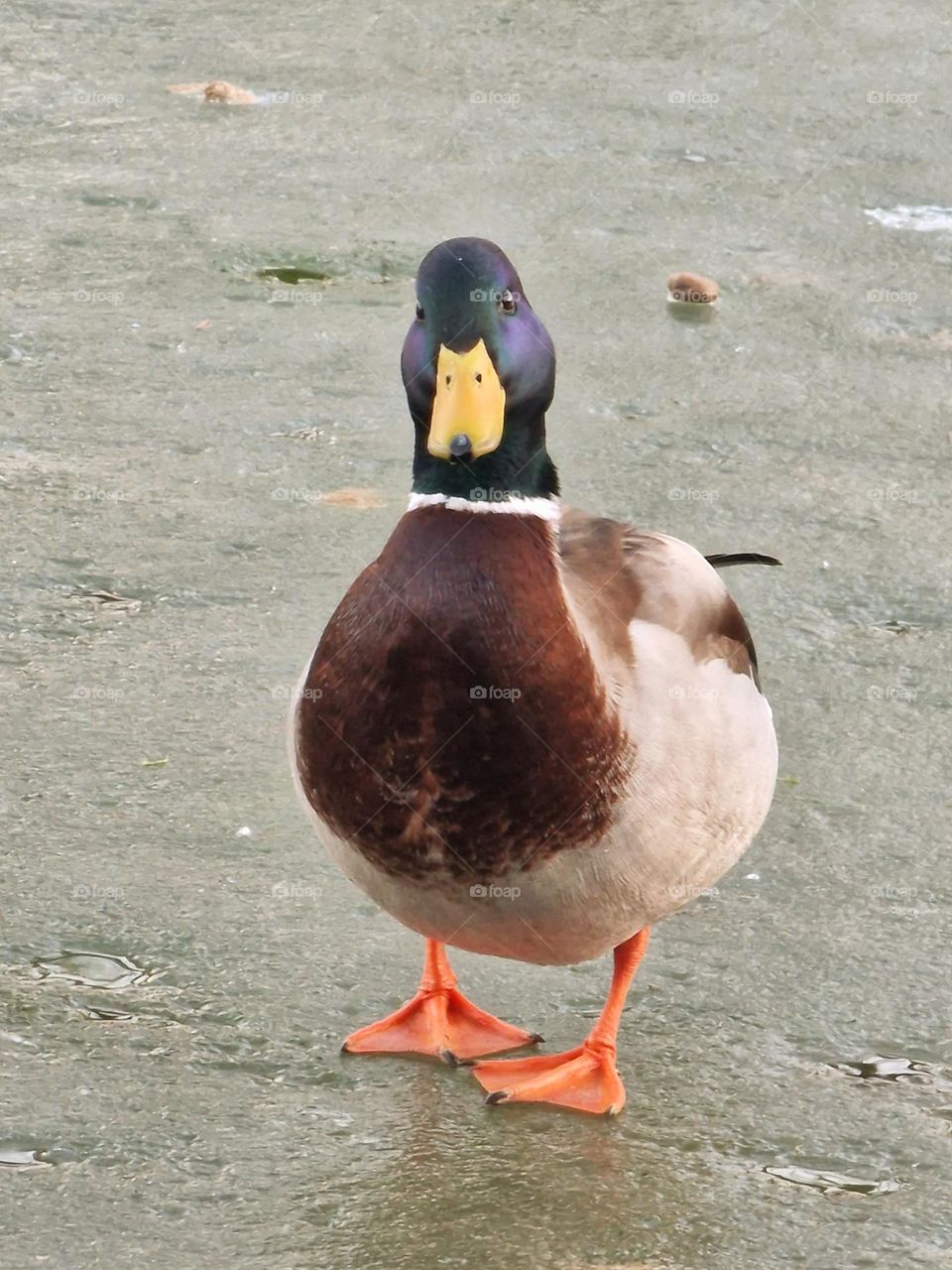 wild duck on the lake