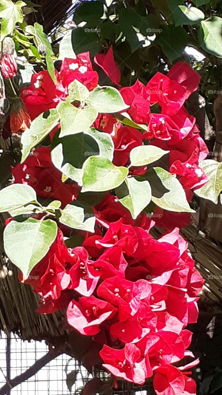 flor roja con sol