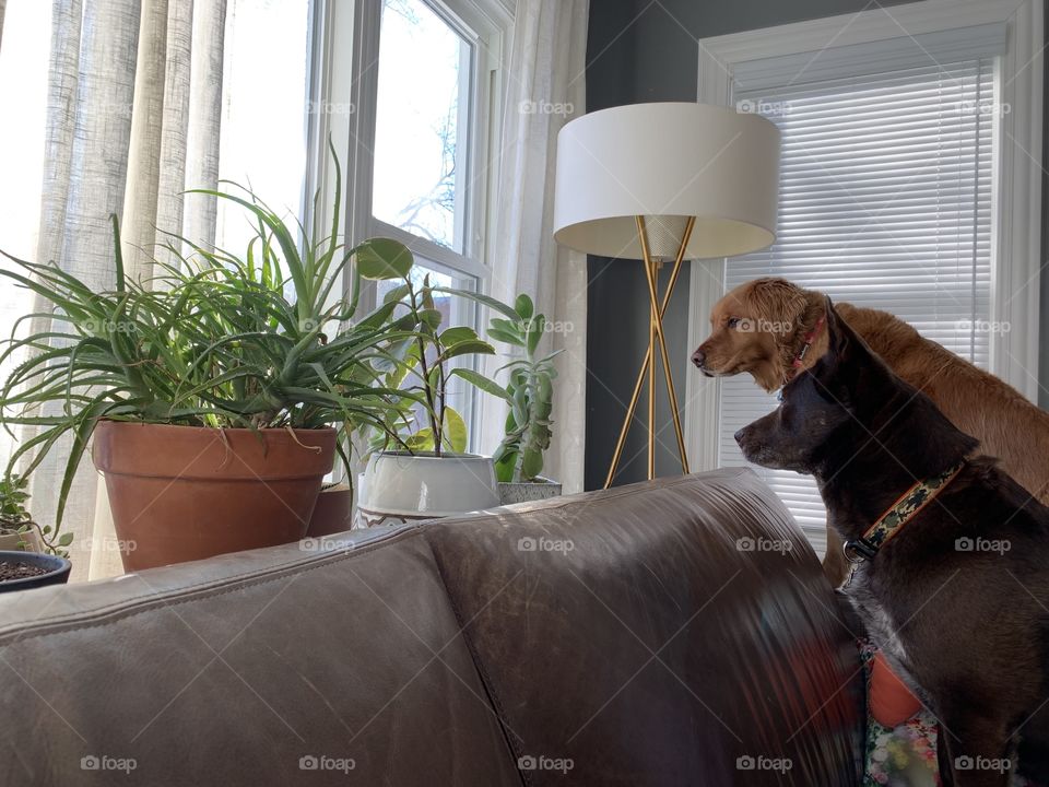 Dogs looking out window with house plants