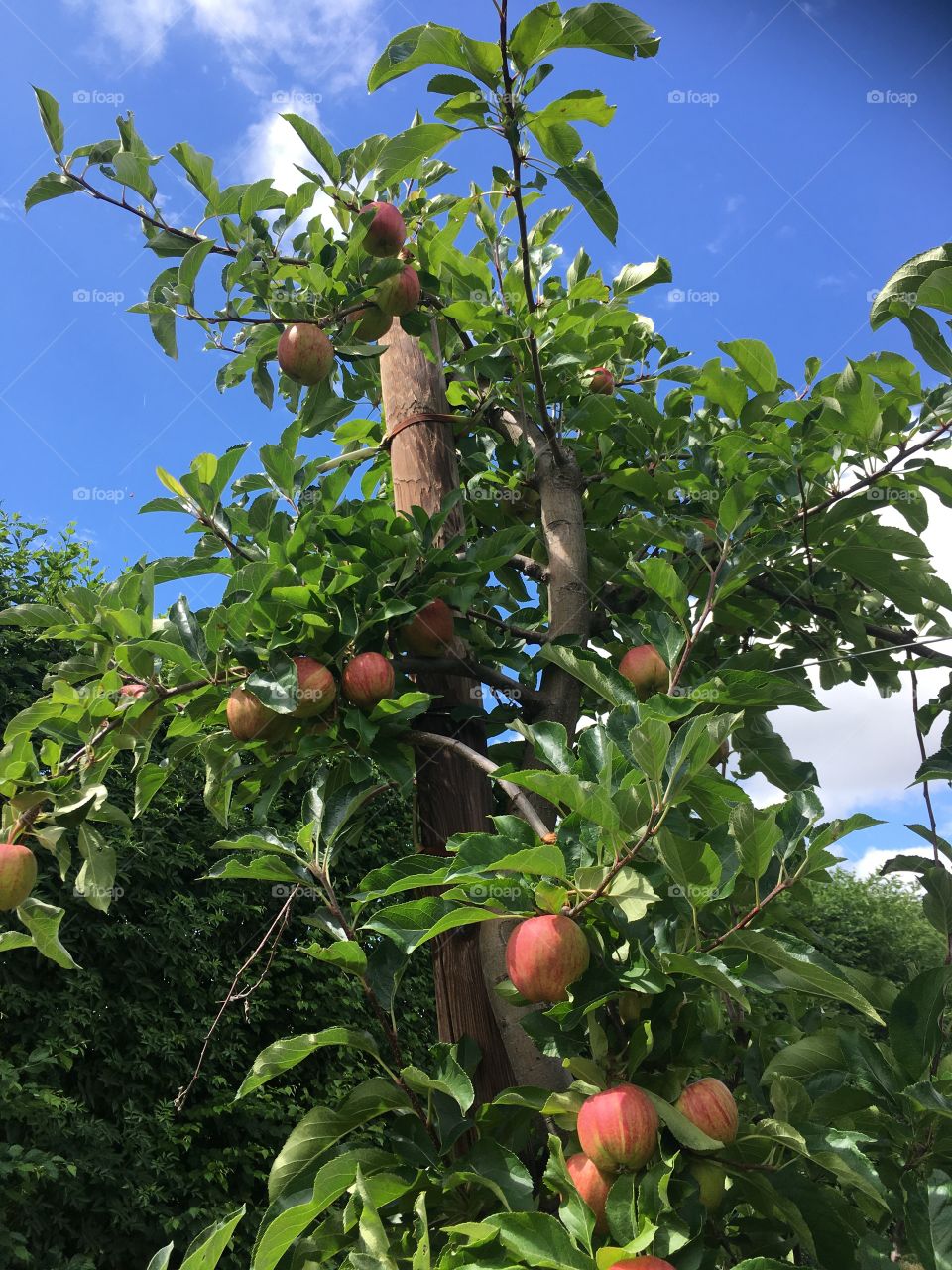 Apple tree in abundance