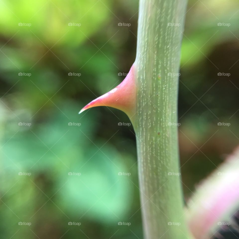 Thorn on a rose