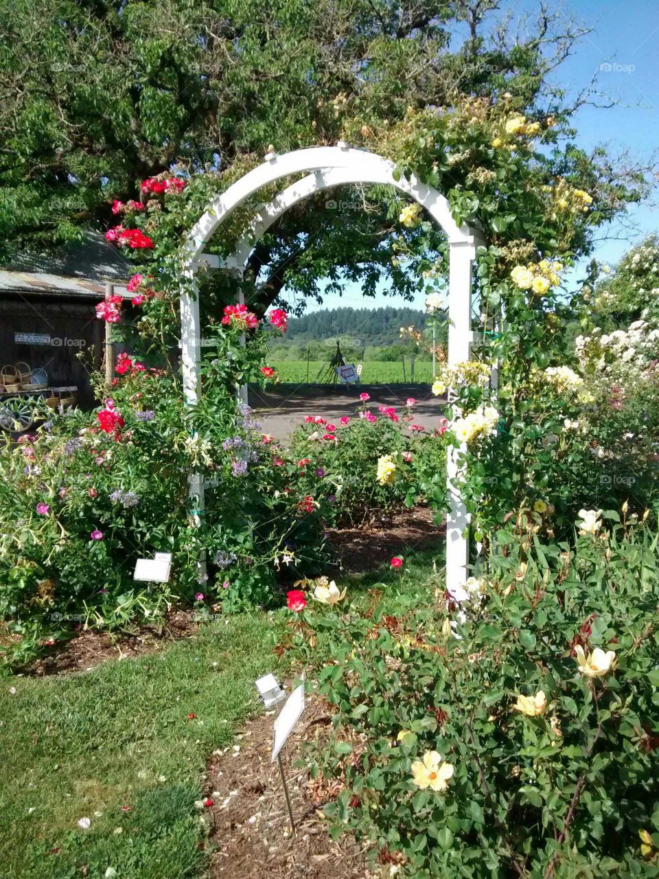 rose garden