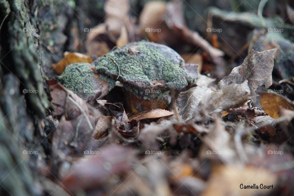 Woody mushroom by a tree in my front yard