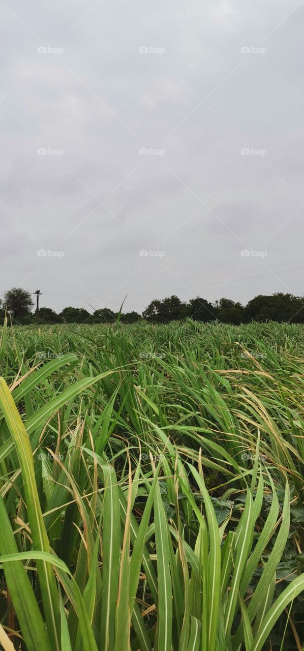 grass in my fields yeah!