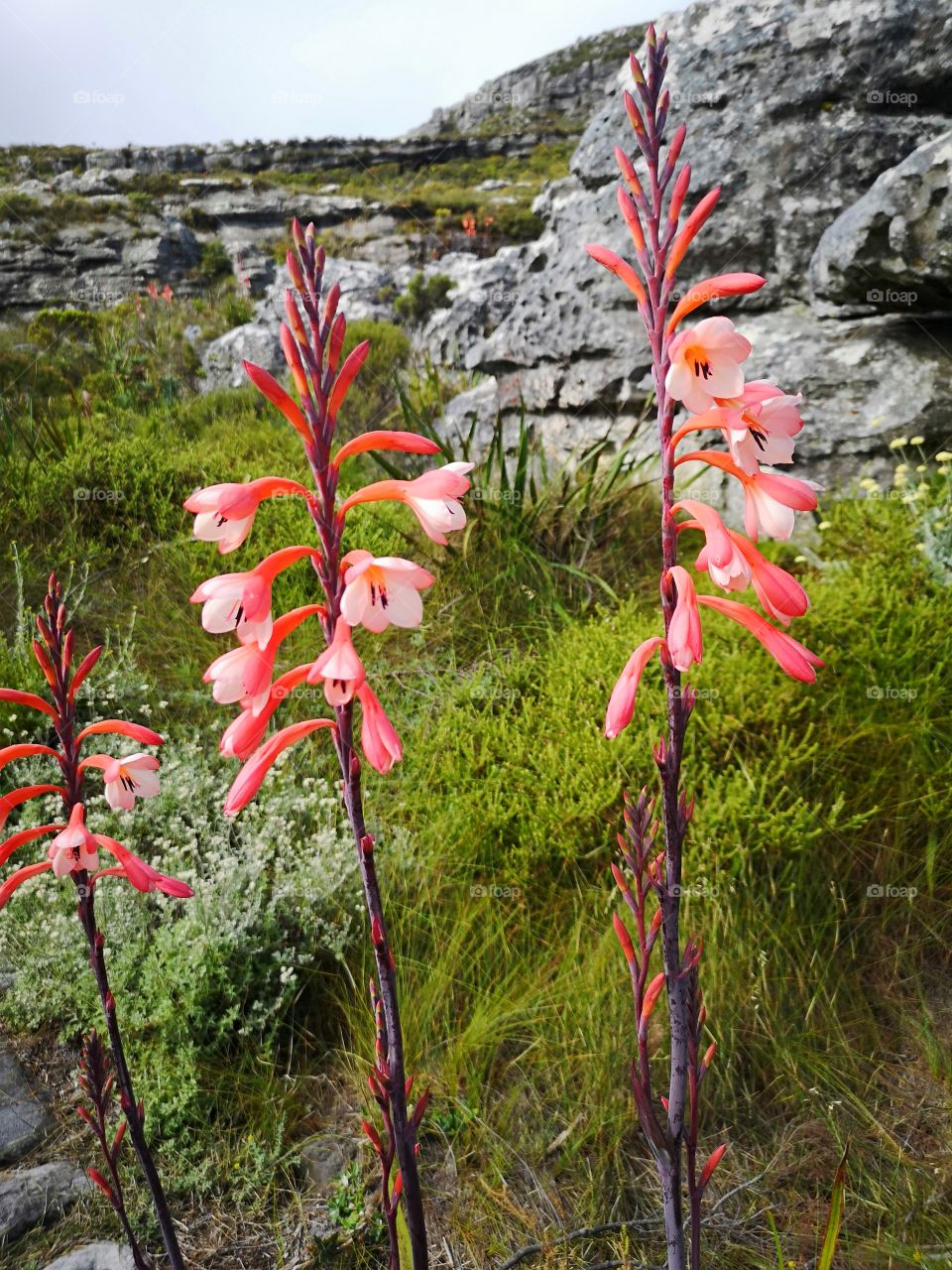 Top of Table Mountain