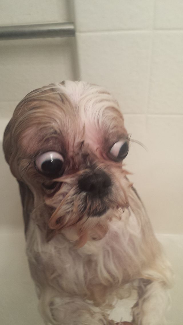 dog bathtime!