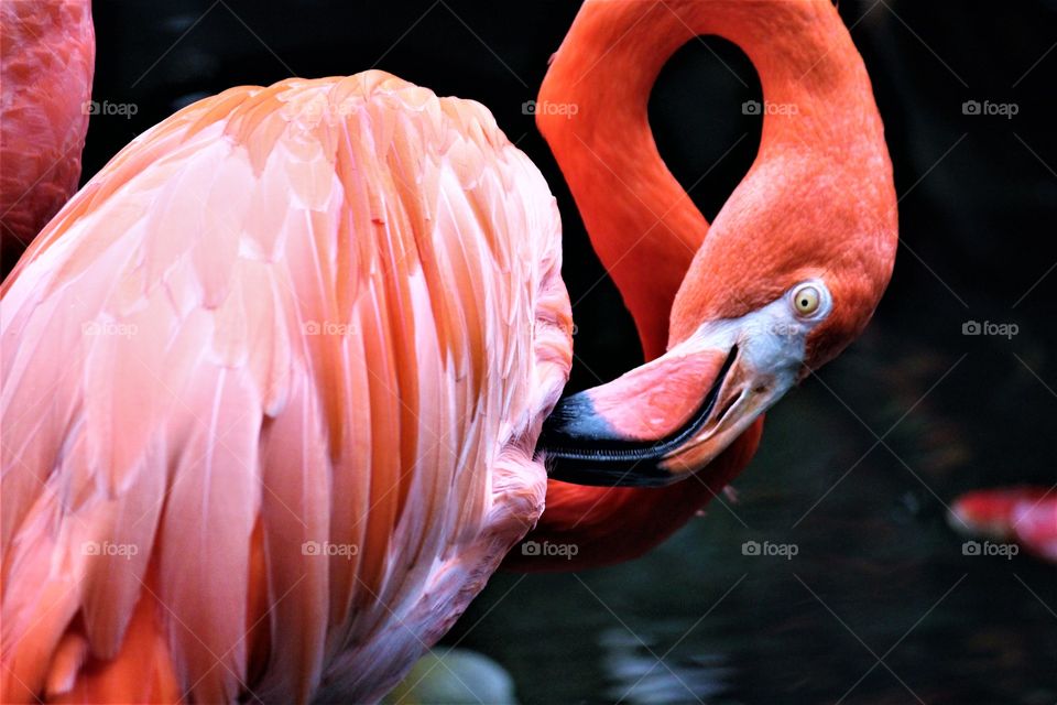 | flamingo pink |