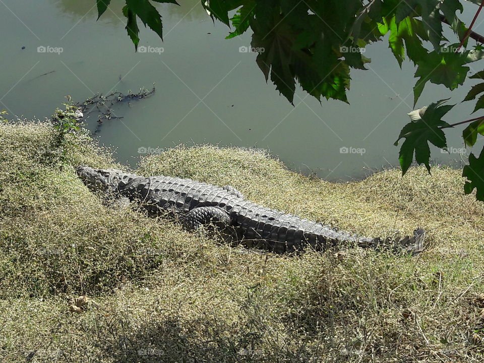 A crocodile on grass