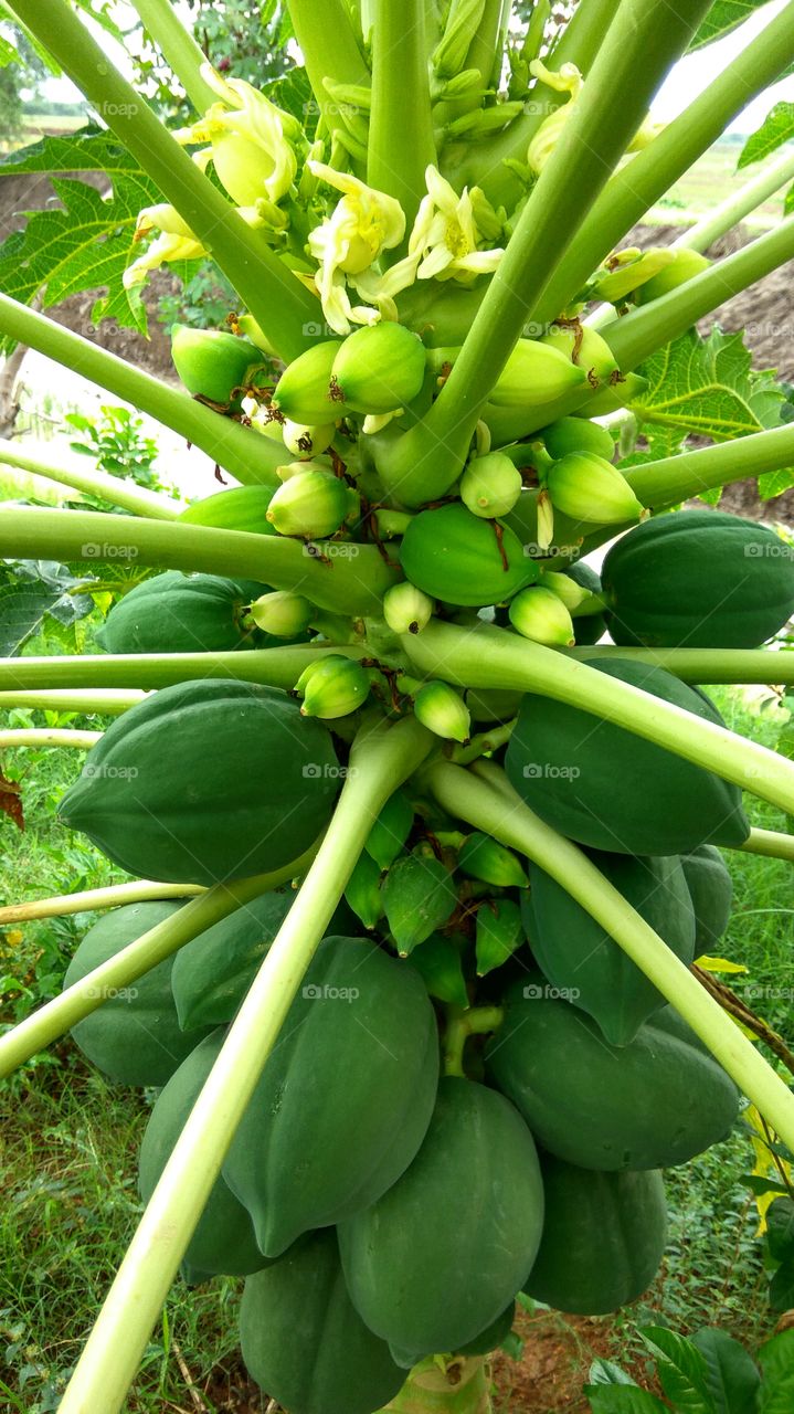 Greenish papaya fruits and leafs. 
smallest and big fruits.