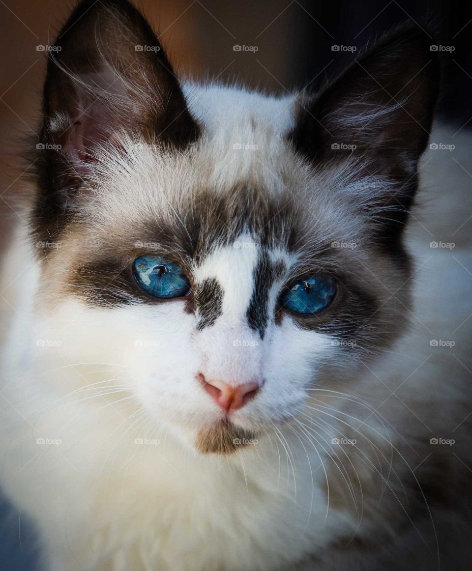 blue eyed cat looking fixedly