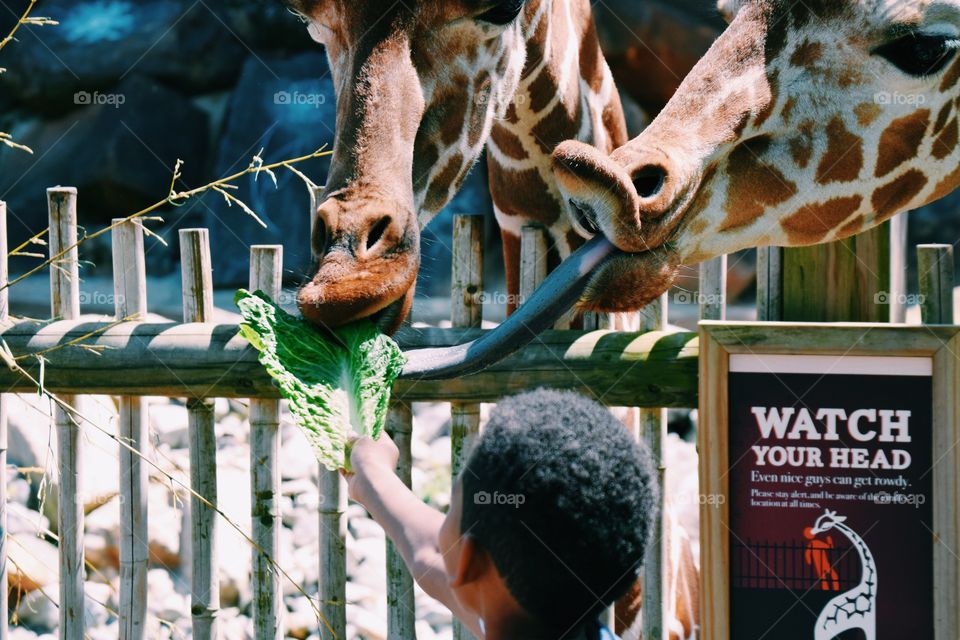 Kid feeding giraffe 