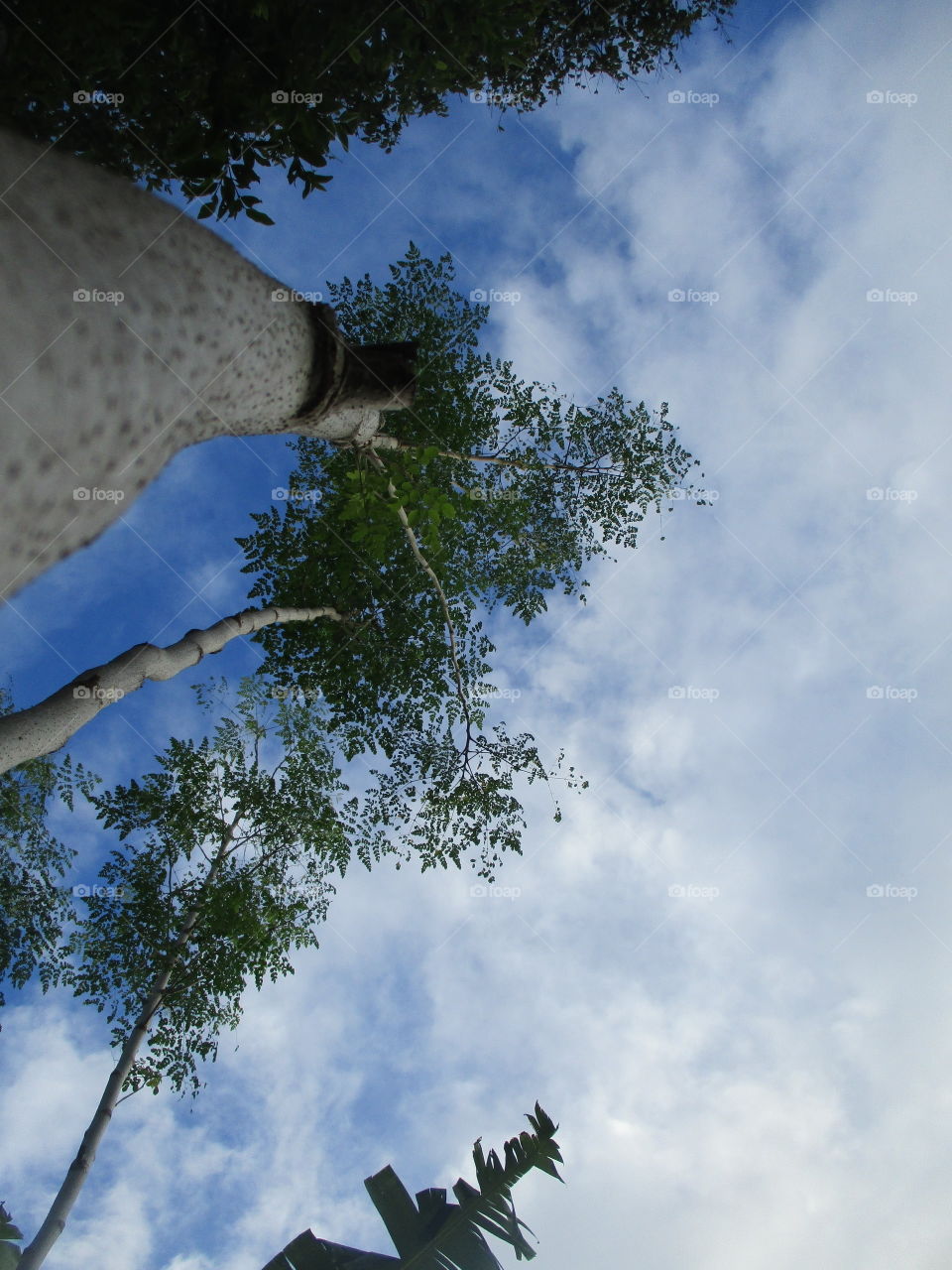 my view on moringa tree