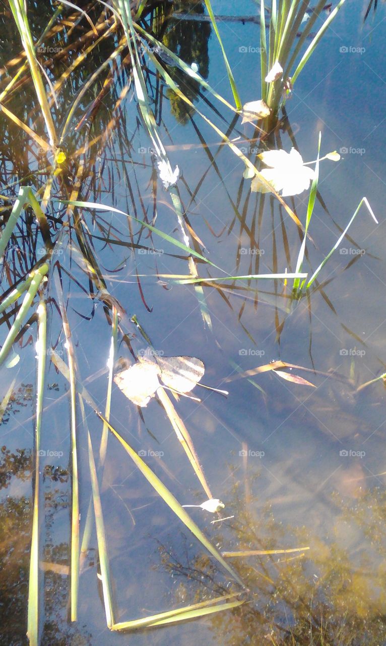 Water with sutumn leaf