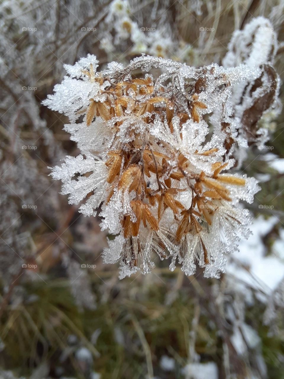 dried meadow flowers in frost