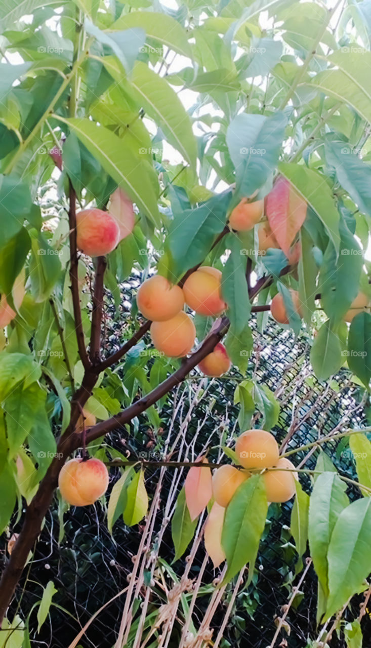 fruit