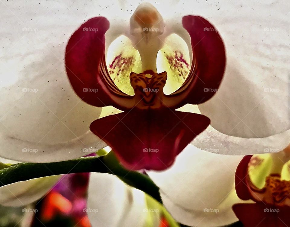 Macro shot of an orchid
