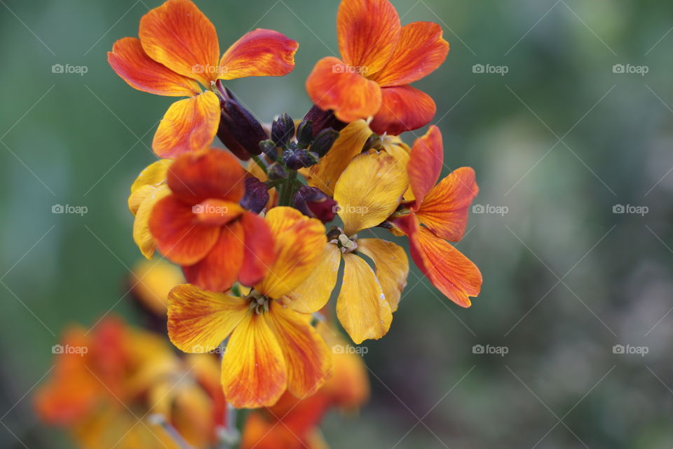 Garden and beautiful yellow and red flowers