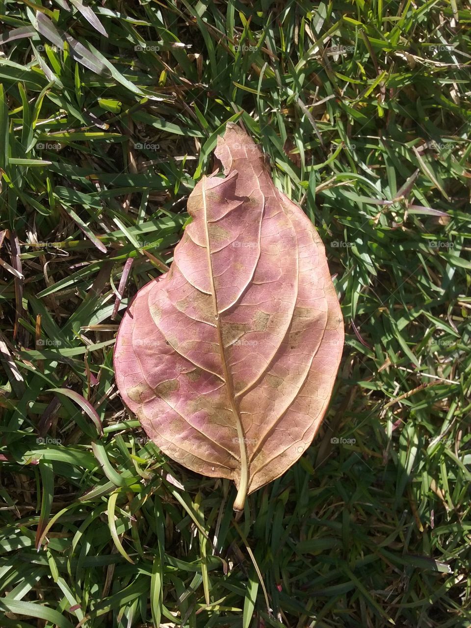 leaf