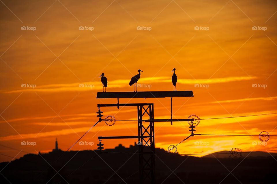 Cigüeña stork ave birds