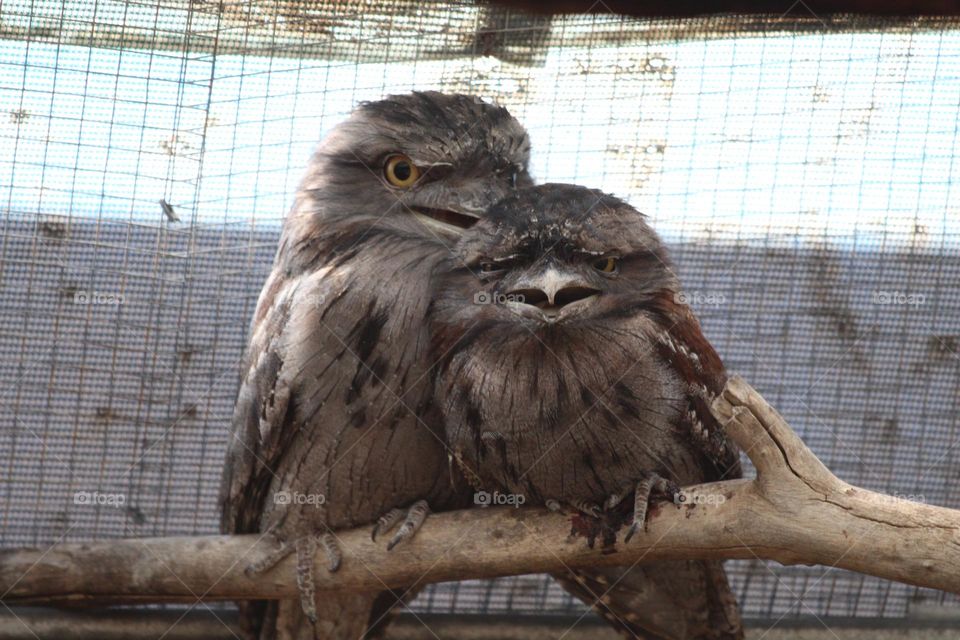Two adorable tawny frogmouth owls, snuggled up together on a small branch, family cuddles