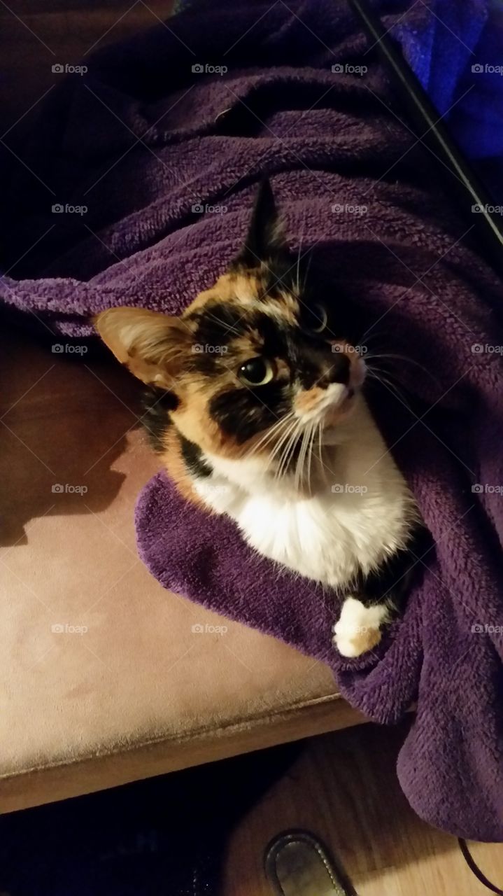 kitty in a blanket