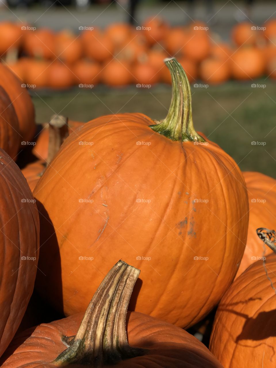 Fallllll pumpkin patch, VA