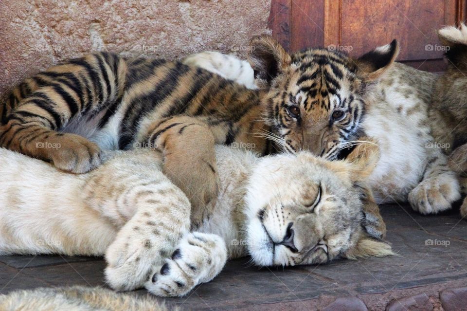 Tiger cub and lion cub lying down