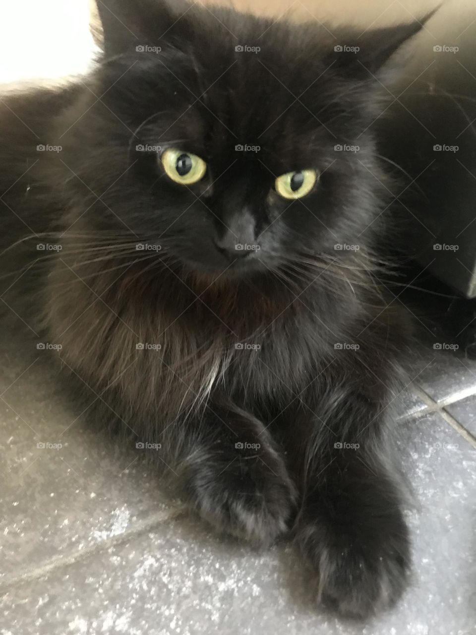 Photo of close up cat 