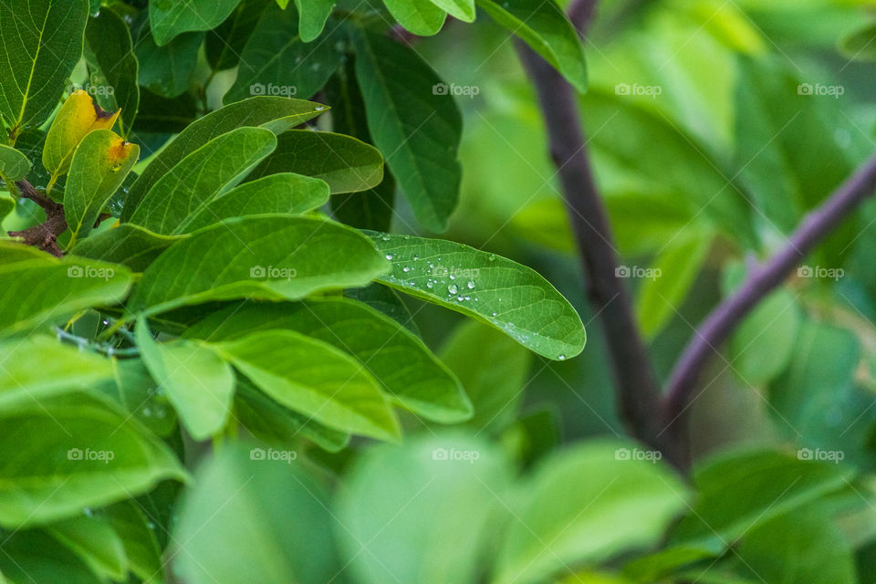 green colour story 