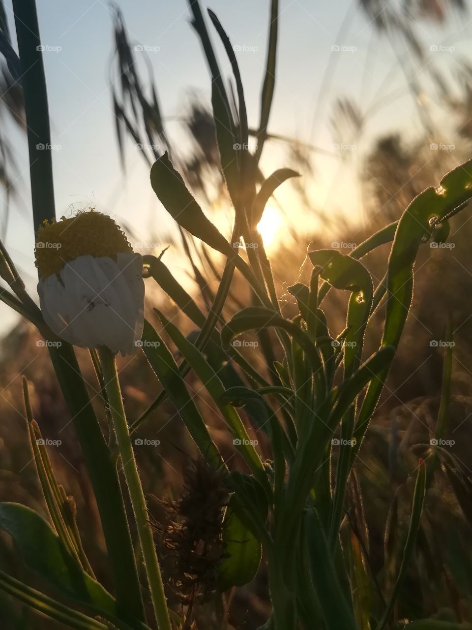 Flowers in garden