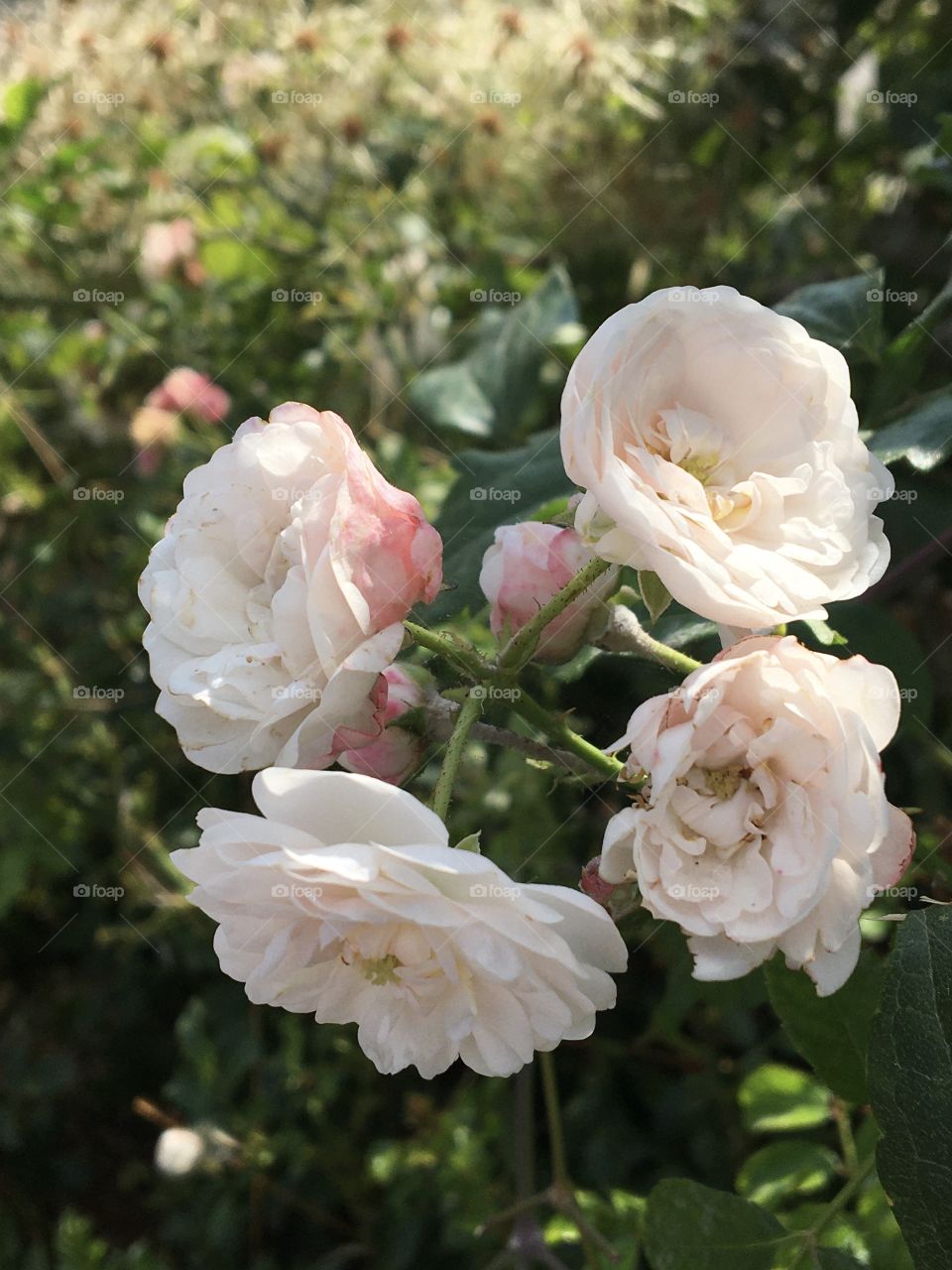Little white and pinky roses from Grasse area