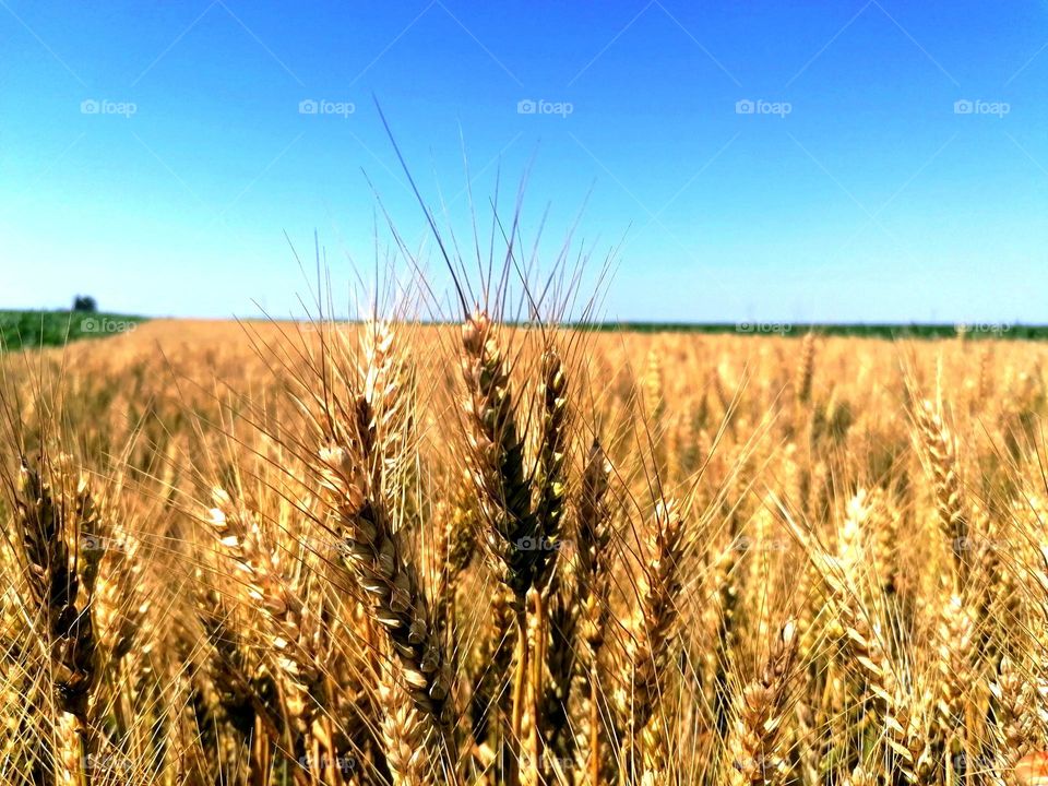 wheat