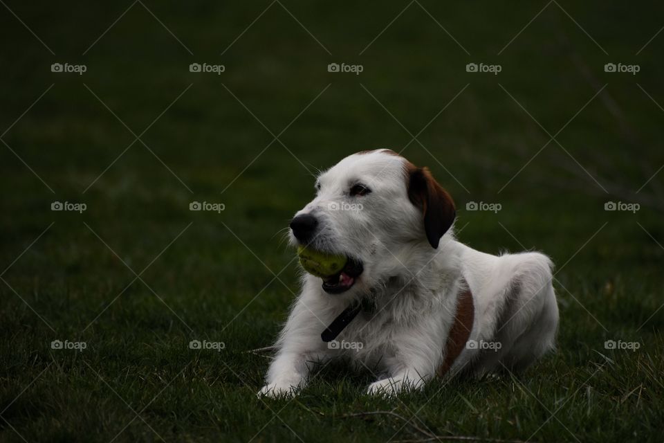 Beautiful dog playing with tennis ball