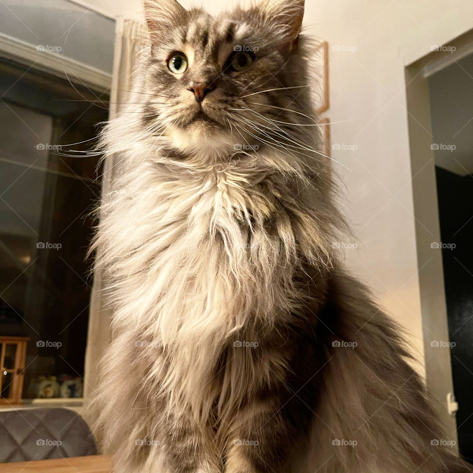 Mainecoon cat friends