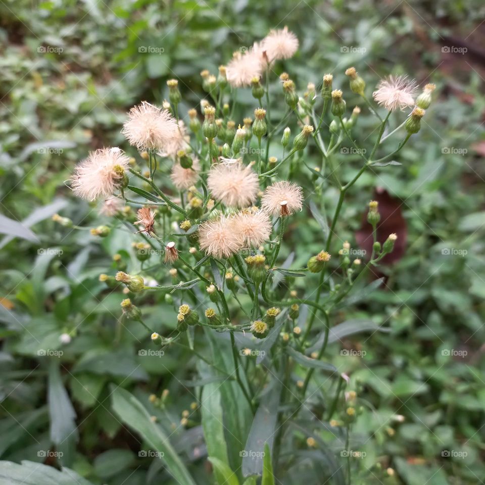 Jelantir is a species of flowering weed plant belonging to the genus Conyza belonging to the Asteraceae tribe