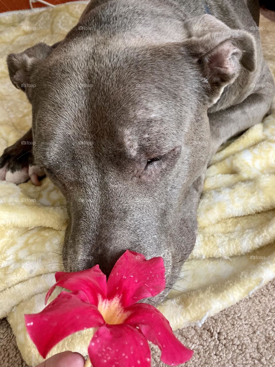 Beautiful old rescue dog with hibiscus 🌺