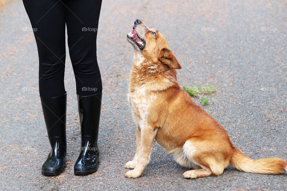 Dog starring at his human friend