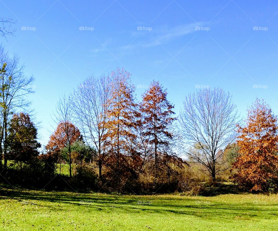 My back yard today is starting to look a little bare but still beautiful.