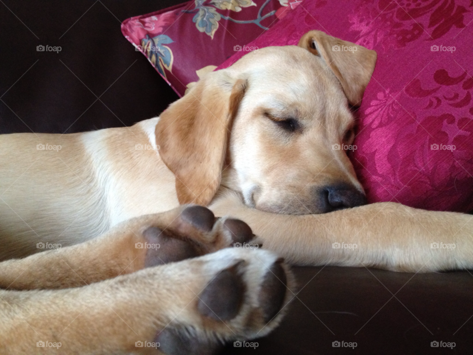 sleeping cute puppy labrador by bettysmum