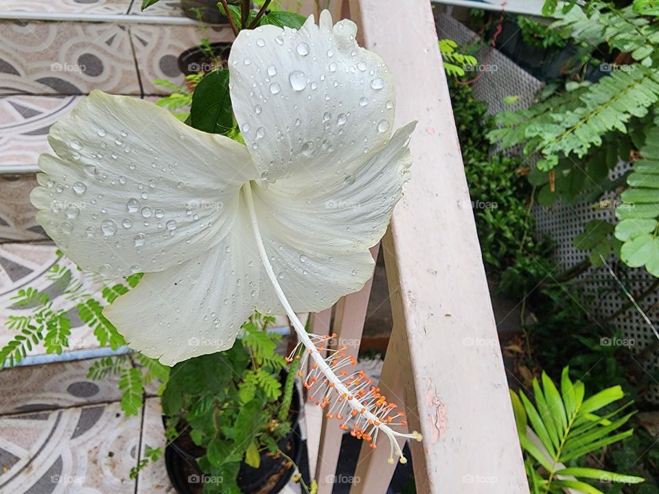 white hibiscus after the raindrops