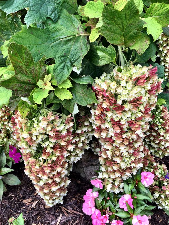 Oak leaf hydrangea