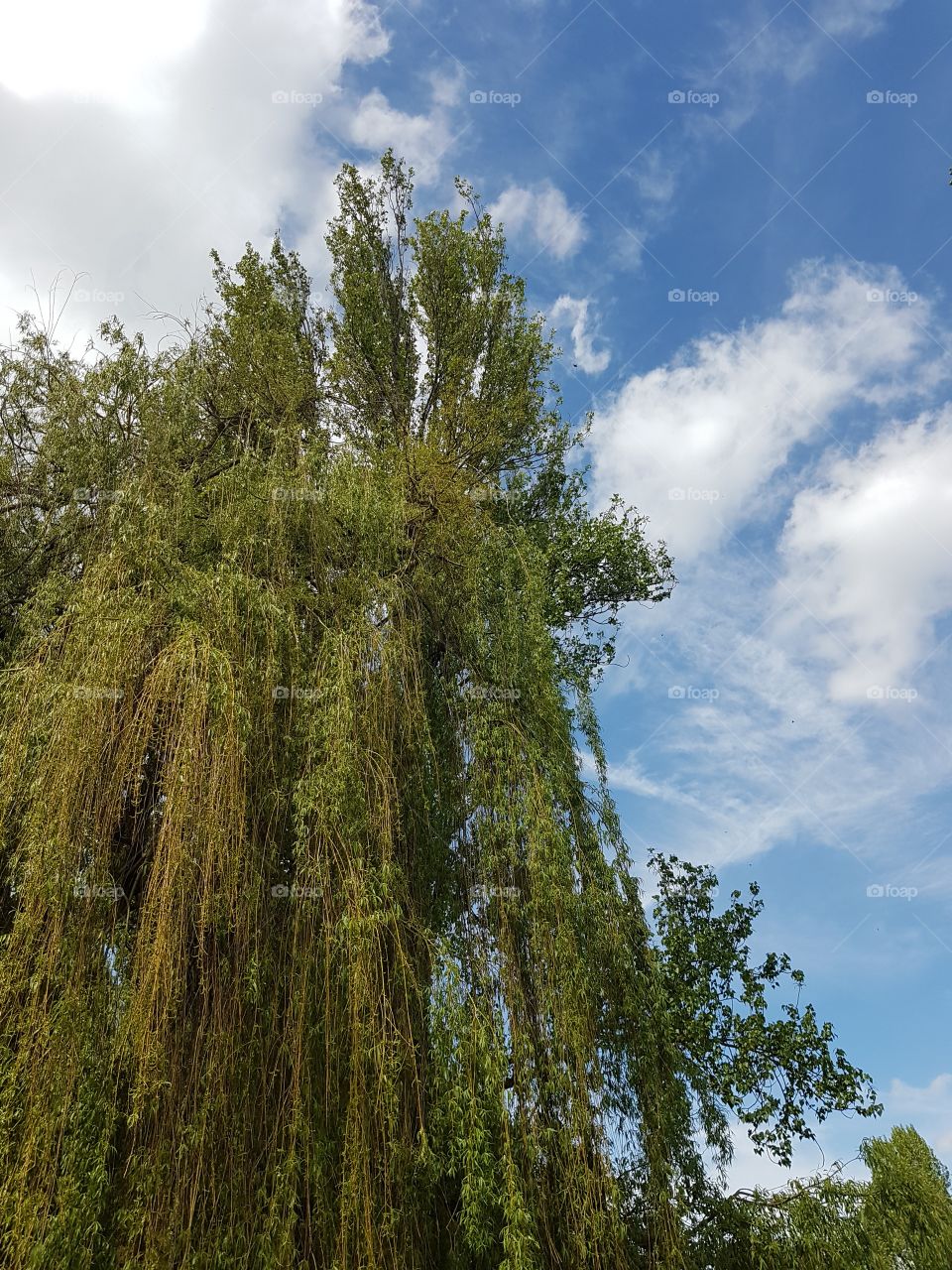 A willow tree against a cloudy blue sky