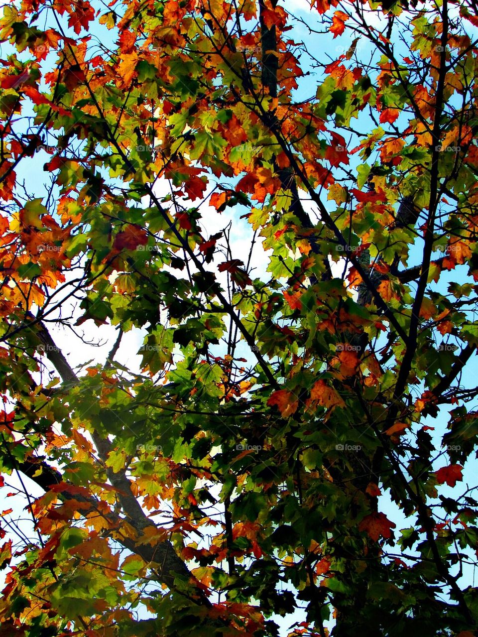 Low angle view of autumn tree branches