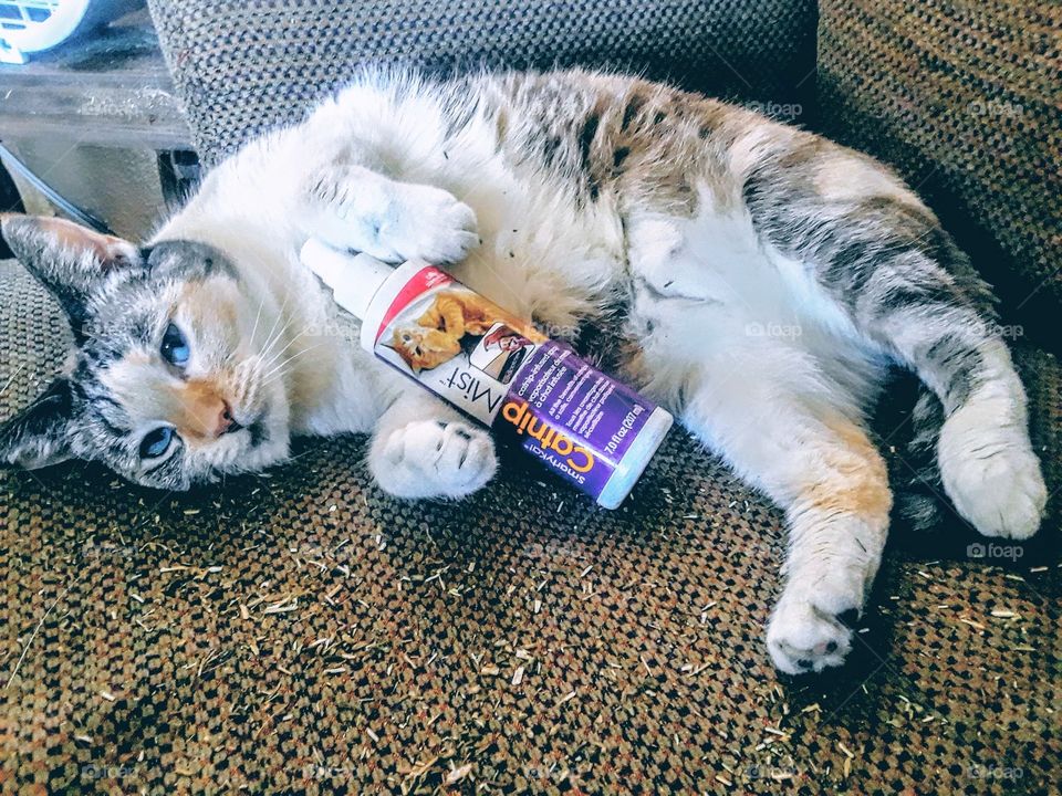 cat holding catnip spray