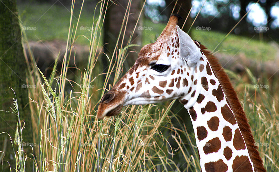 Giraffe profile